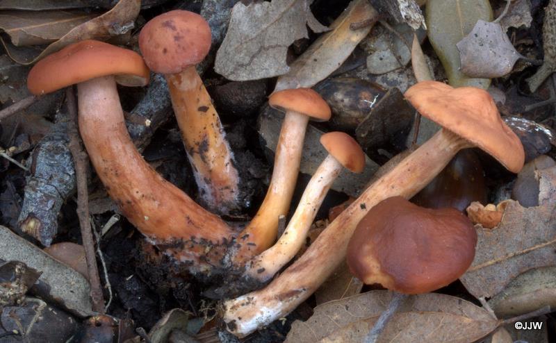 Lactarius atlanticus